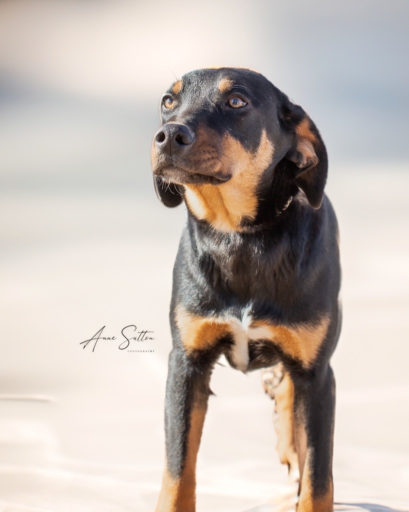 Harper, an adoptable Border Collie in Hot Springs, SD, 57747 | Photo Image 1