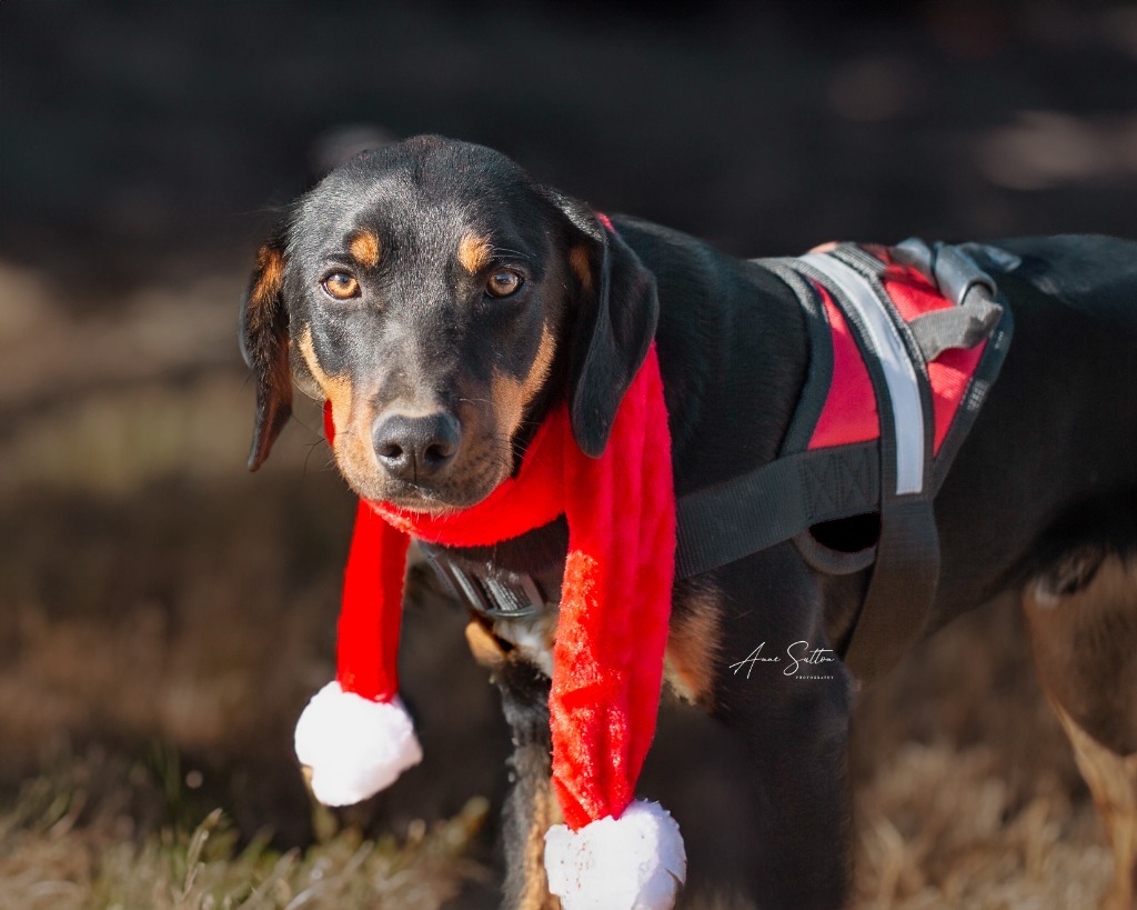 Harper, an adoptable Border Collie in Hot Springs, SD, 57747 | Photo Image 2