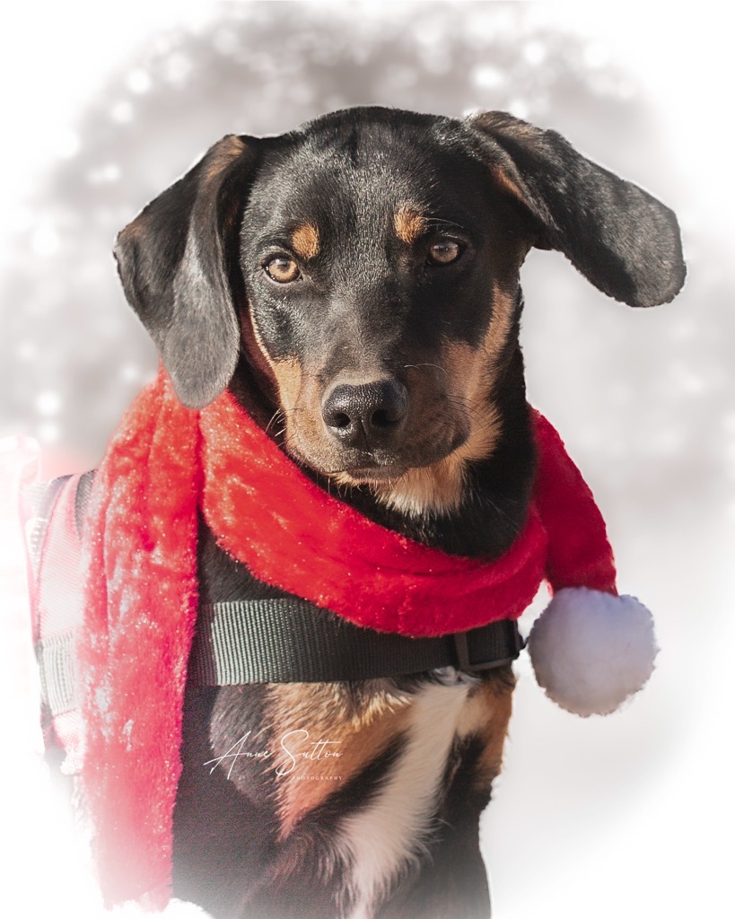 Harper, an adoptable Border Collie in Hot Springs, SD, 57747 | Photo Image 3