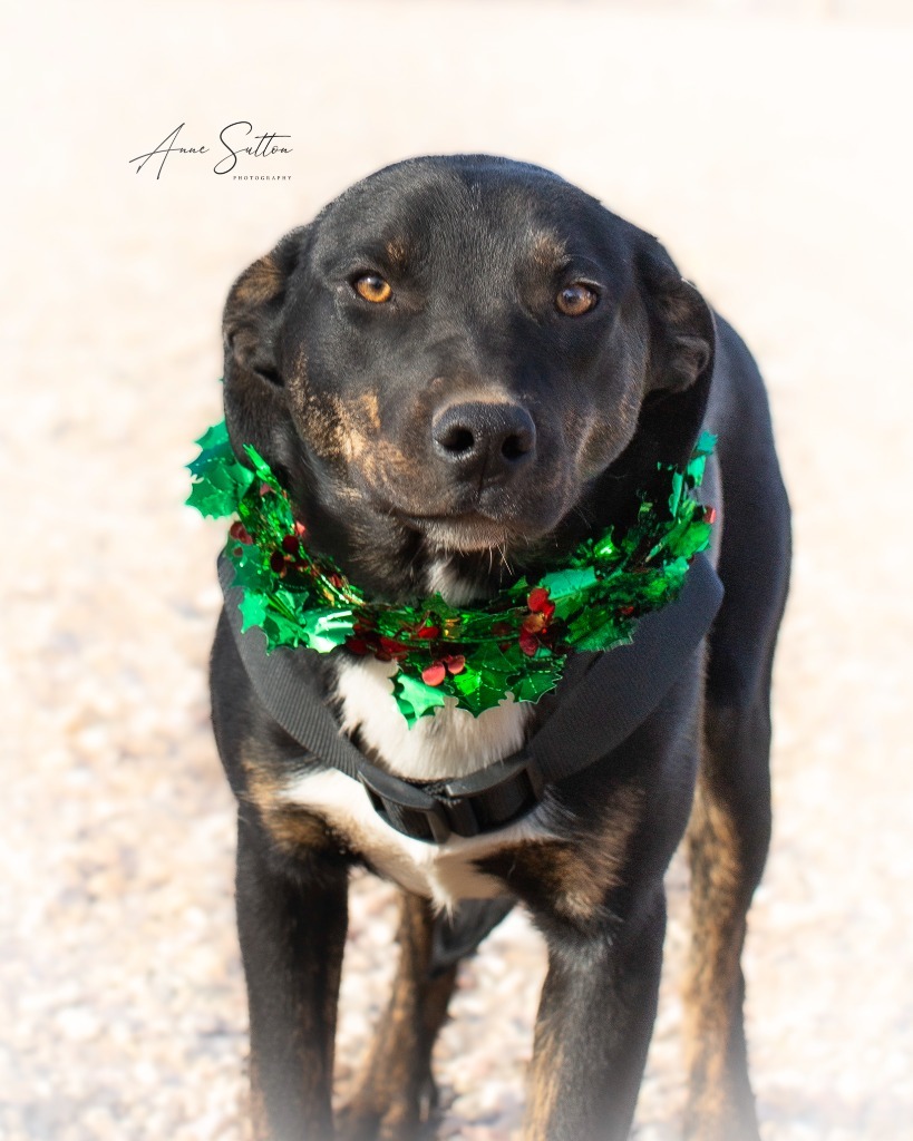Chase, an adoptable Border Collie in Hot Springs, SD, 57747 | Photo Image 1