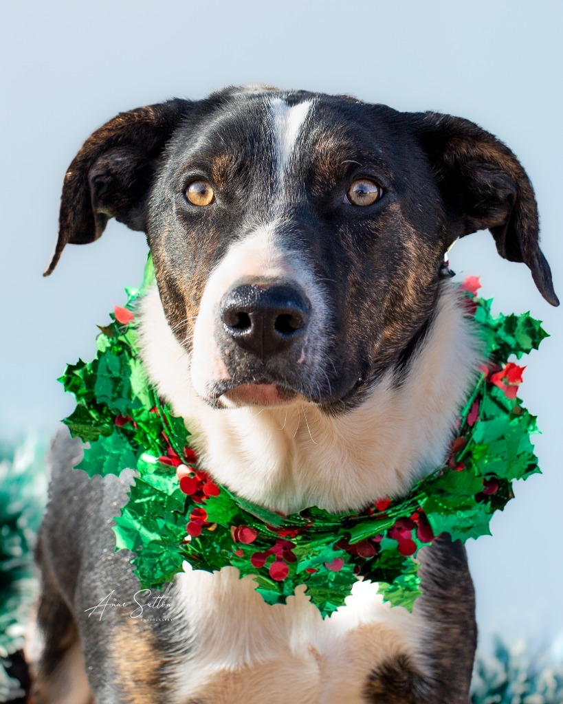 River, an adoptable Border Collie in Hot Springs, SD, 57747 | Photo Image 1