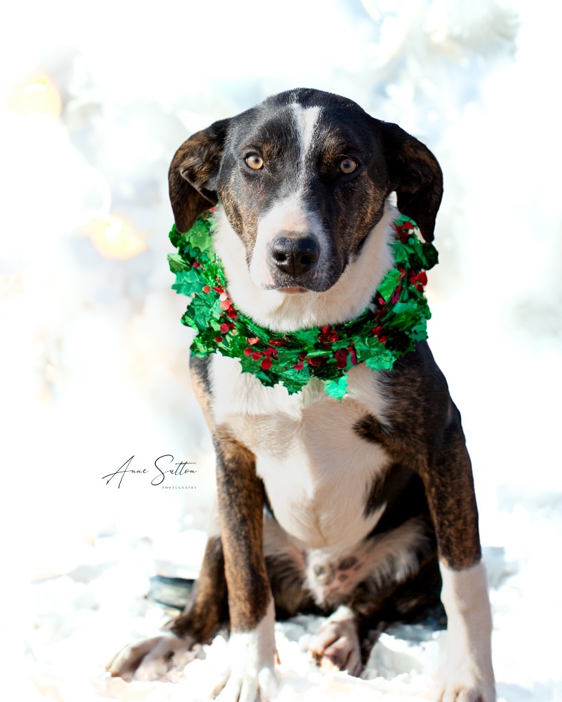 River, an adoptable Border Collie in Hot Springs, SD, 57747 | Photo Image 2