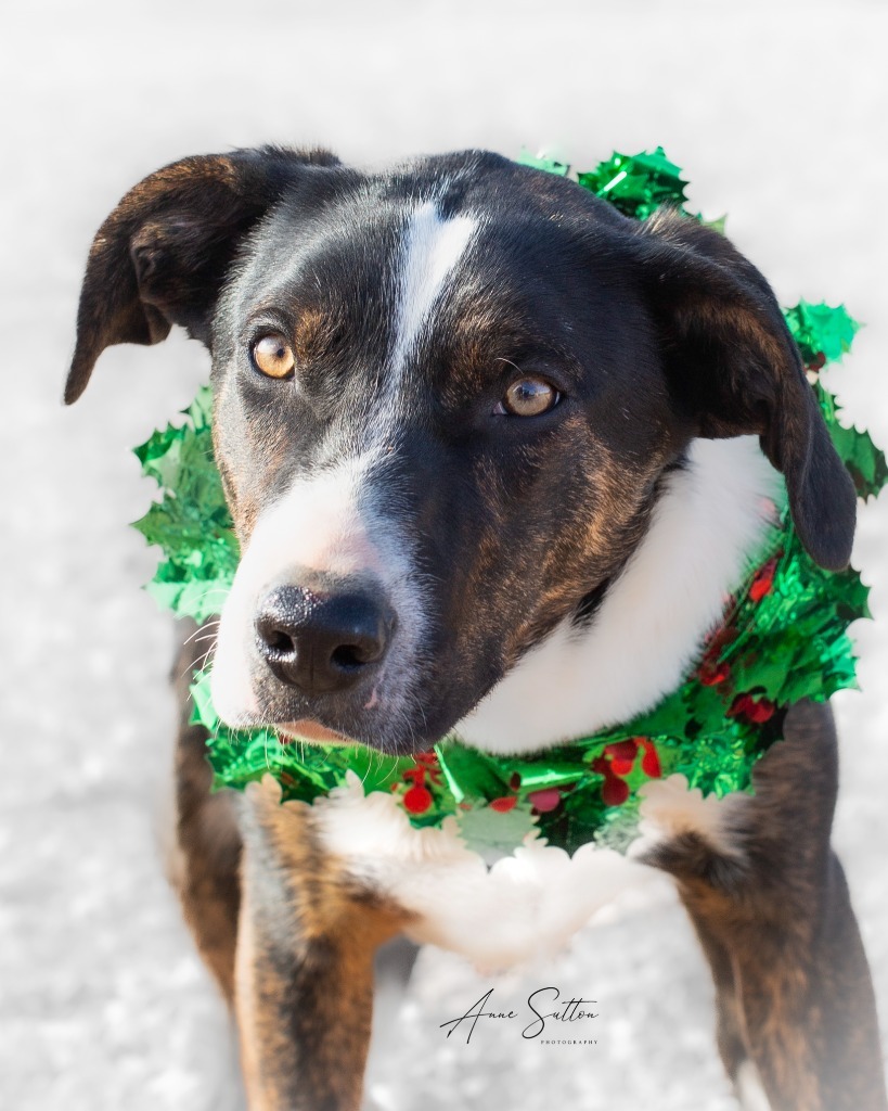 River, an adoptable Border Collie in Hot Springs, SD, 57747 | Photo Image 3