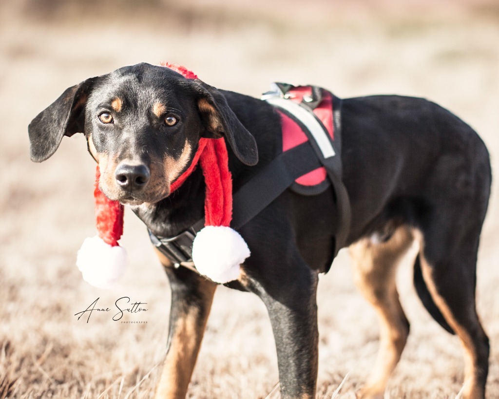 Blu, an adoptable Border Collie in Hot Springs, SD, 57747 | Photo Image 1