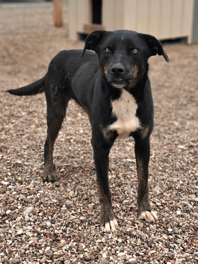 Blu, an adoptable Border Collie in Hot Springs, SD, 57747 | Photo Image 1
