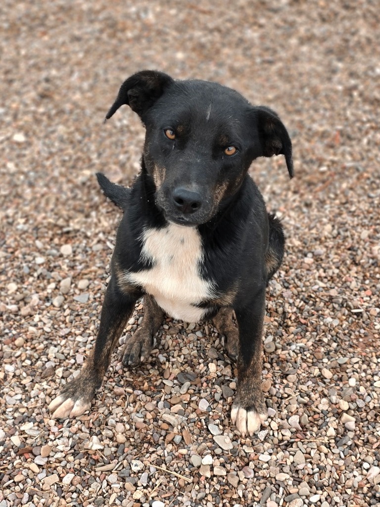 Blu, an adoptable Border Collie in Hot Springs, SD, 57747 | Photo Image 2