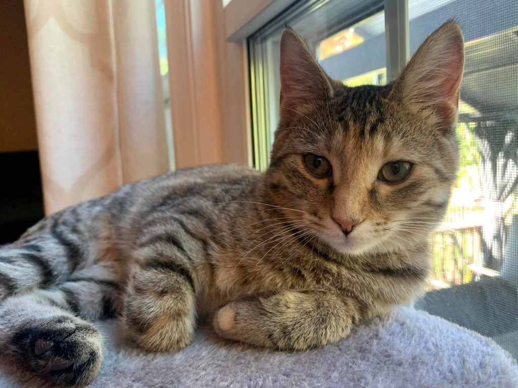 Mirabel