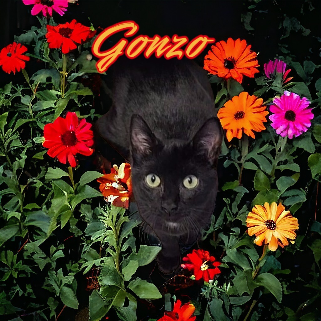 Gonzo detail page