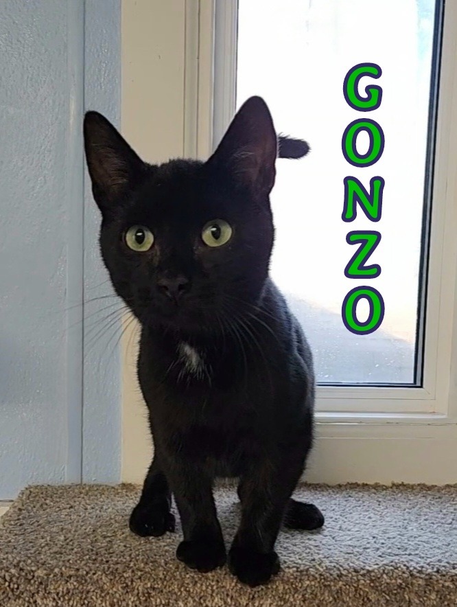 Gonzo