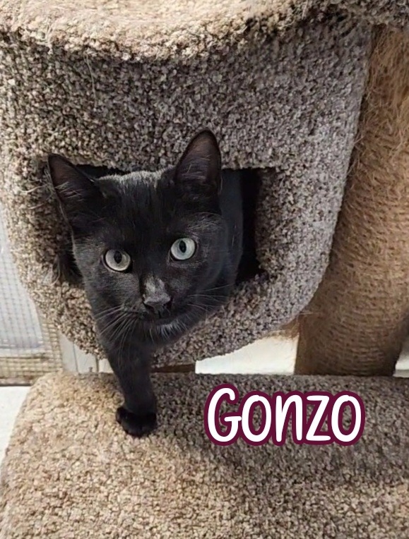 Gonzo