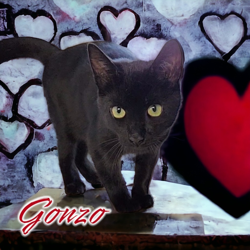 Gonzo