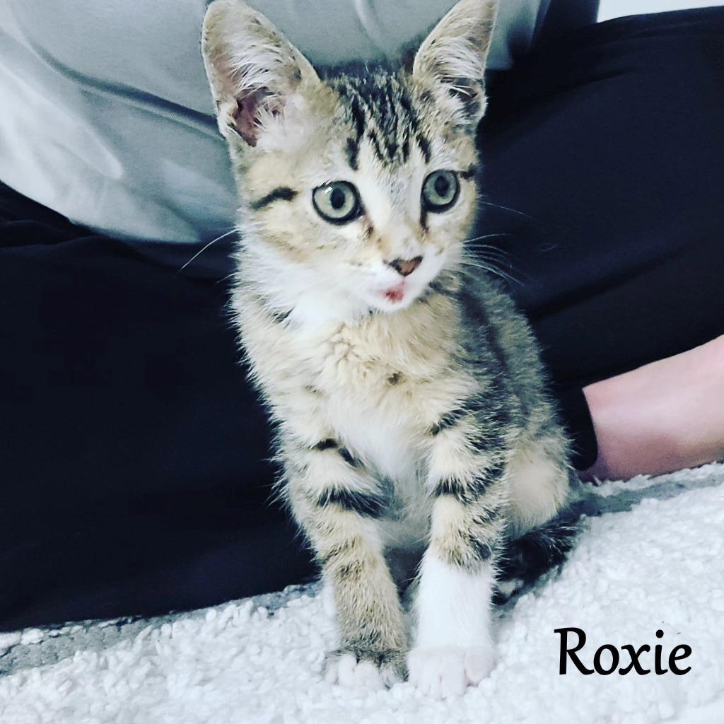 Roxie, an adoptable Domestic Short Hair in Hoover , AL, 35226 | Photo Image 1