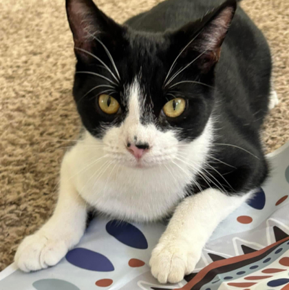 Klicks, an adoptable Domestic Short Hair in De Soto, IA, 50069 | Photo Image 1