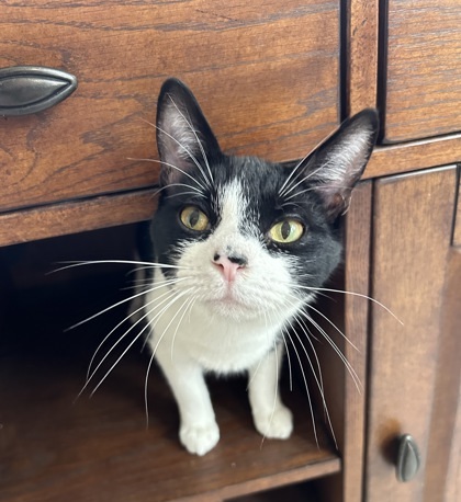 Klicks, an adoptable Domestic Short Hair in De Soto, IA, 50069 | Photo Image 3