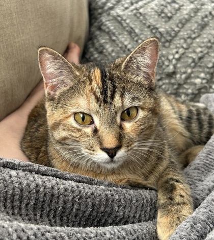 Lima, an adoptable Domestic Medium Hair, Domestic Short Hair in De Soto, IA, 50069 | Photo Image 1