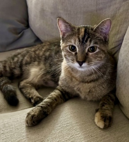 Lima, an adoptable Domestic Medium Hair, Domestic Short Hair in De Soto, IA, 50069 | Photo Image 2