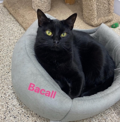 Bacall, an adoptable Domestic Short Hair in De Soto, IA, 50069 | Photo Image 1