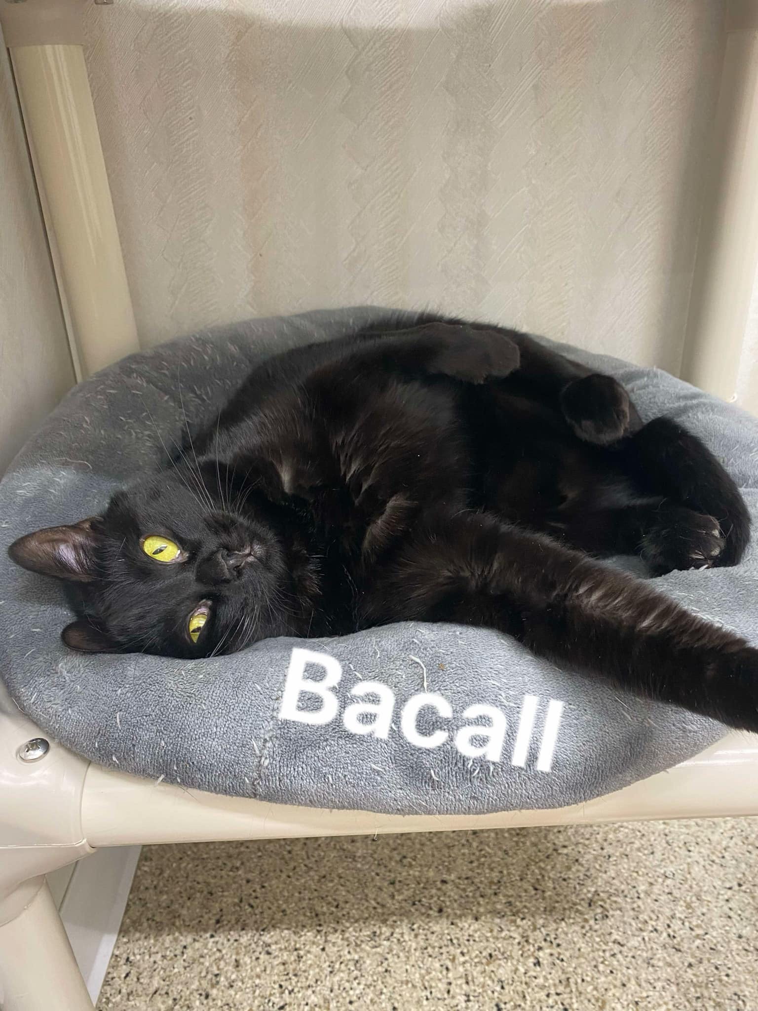 Bacall, an adoptable Domestic Short Hair in De Soto, IA, 50069 | Photo Image 1