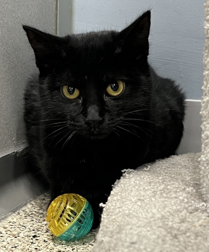 Bacall, an adoptable Domestic Short Hair in De Soto, IA, 50069 | Photo Image 2