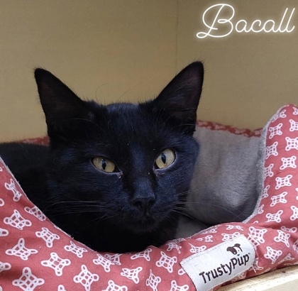 Bacall, an adoptable Domestic Short Hair in De Soto, IA, 50069 | Photo Image 3