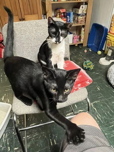 Inky and Buddy C Weaver, an adoptable Domestic Short Hair in Saunderstown, RI, 02874 | Photo Image 1