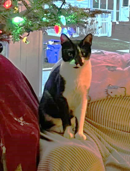 Inky and Buddy C Weaver, an adoptable Domestic Short Hair in Saunderstown, RI, 02874 | Photo Image 2