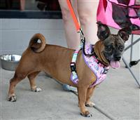 Roxy, an adoptable Dachshund, Pug in Fairfax, VA, 22030 | Photo Image 1