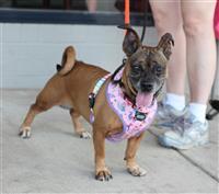 Roxy, an adoptable Dachshund, Pug in Fairfax, VA, 22030 | Photo Image 2