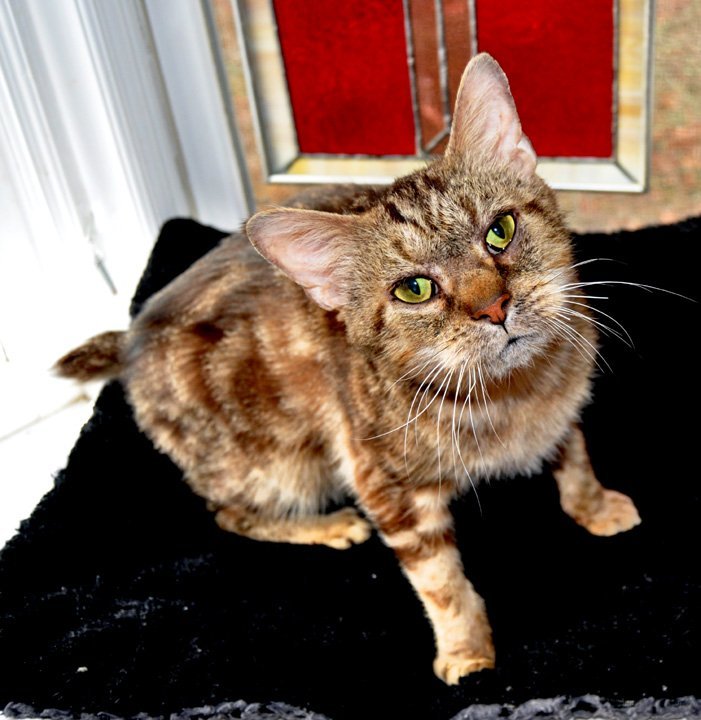 Catsby, an adoptable American Bobtail, Manx in Liberty, NC, 27298 | Photo Image 1