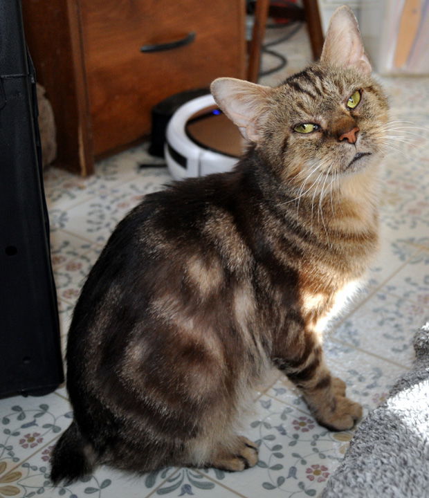 Catsby, an adoptable American Bobtail, Manx in Liberty, NC, 27298 | Photo Image 3