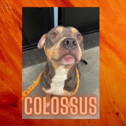Colossus 5