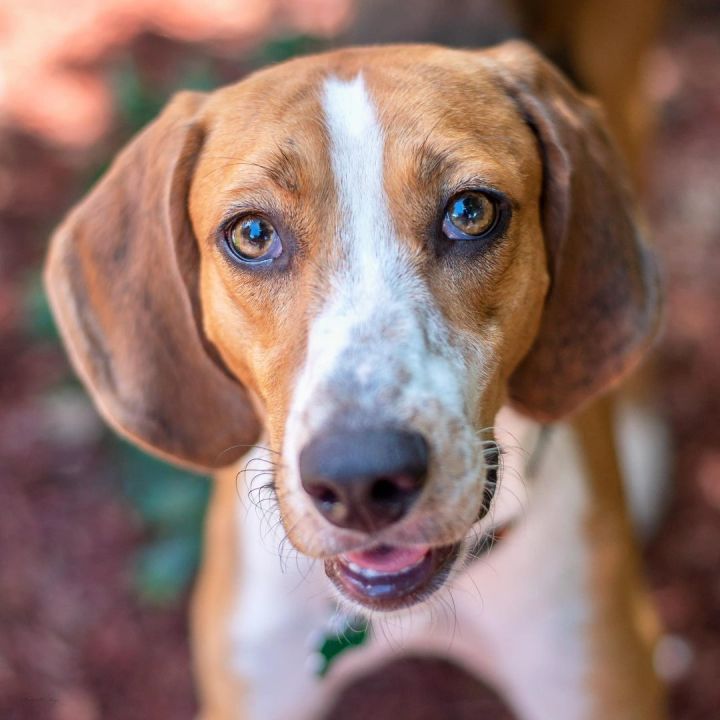 Treeing walker hot sale coonhound adoption