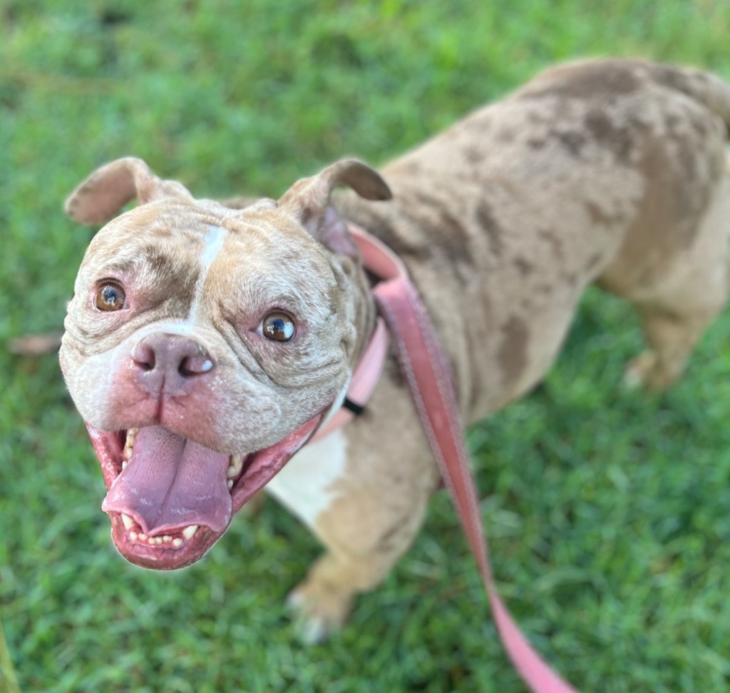 Major-Great Dog!, an adoptable English Bulldog in Fort Myers, FL, 33912 | Photo Image 1