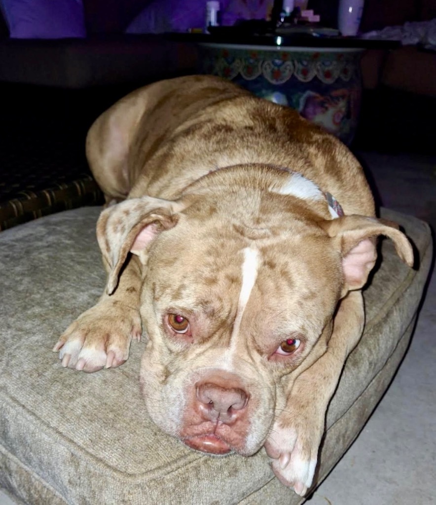 Major-Great Dog!, an adoptable English Bulldog in Fort Myers, FL, 33912 | Photo Image 2