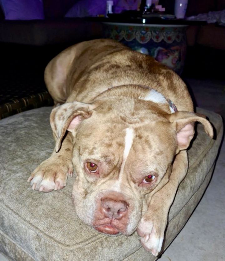 Major-Great Dog-Reduced Fee! 2