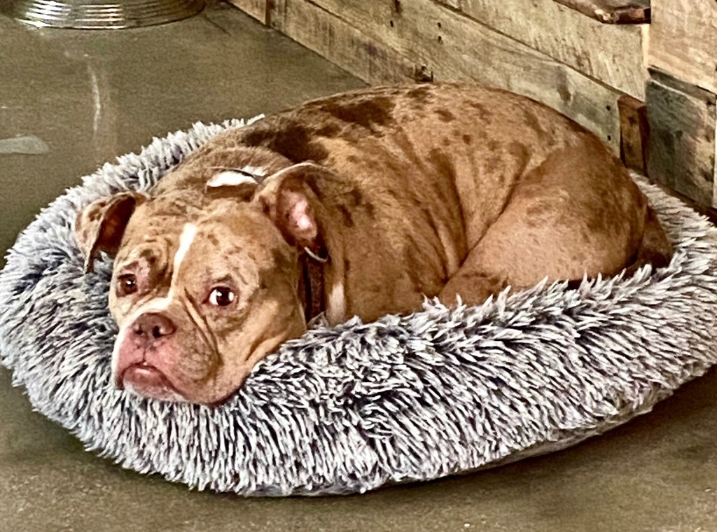 Major-Great Dog!, an adoptable English Bulldog in Fort Myers, FL, 33912 | Photo Image 4