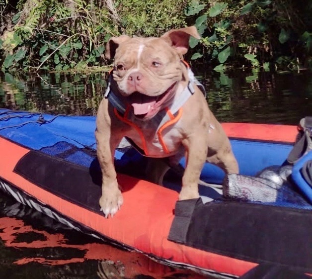 Major-Great Dog!, an adoptable English Bulldog in Fort Myers, FL, 33912 | Photo Image 5