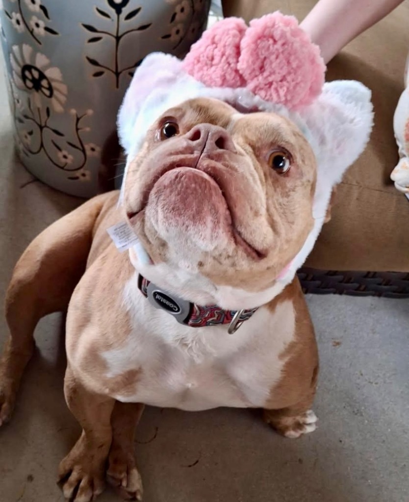 Major-Great Dog!, an adoptable English Bulldog in Fort Myers, FL, 33912 | Photo Image 6