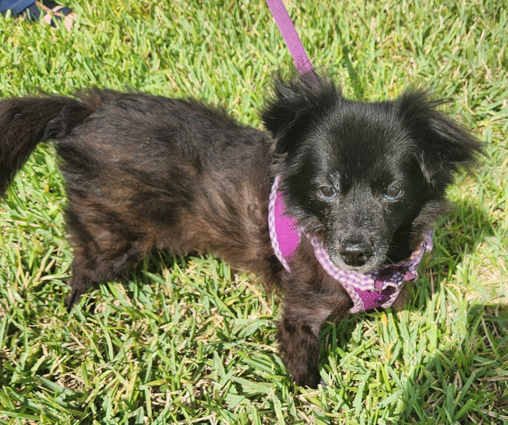 (Clewiston) Lady, an adoptable Pomeranian, Poodle in Fort Myers, FL, 33912 | Photo Image 1