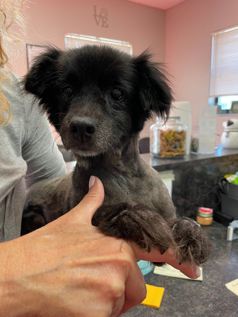 Lady-Eligible for $50 Adoption Fee!, an adoptable Pomeranian, Poodle in Fort Myers, FL, 33912 | Photo Image 2