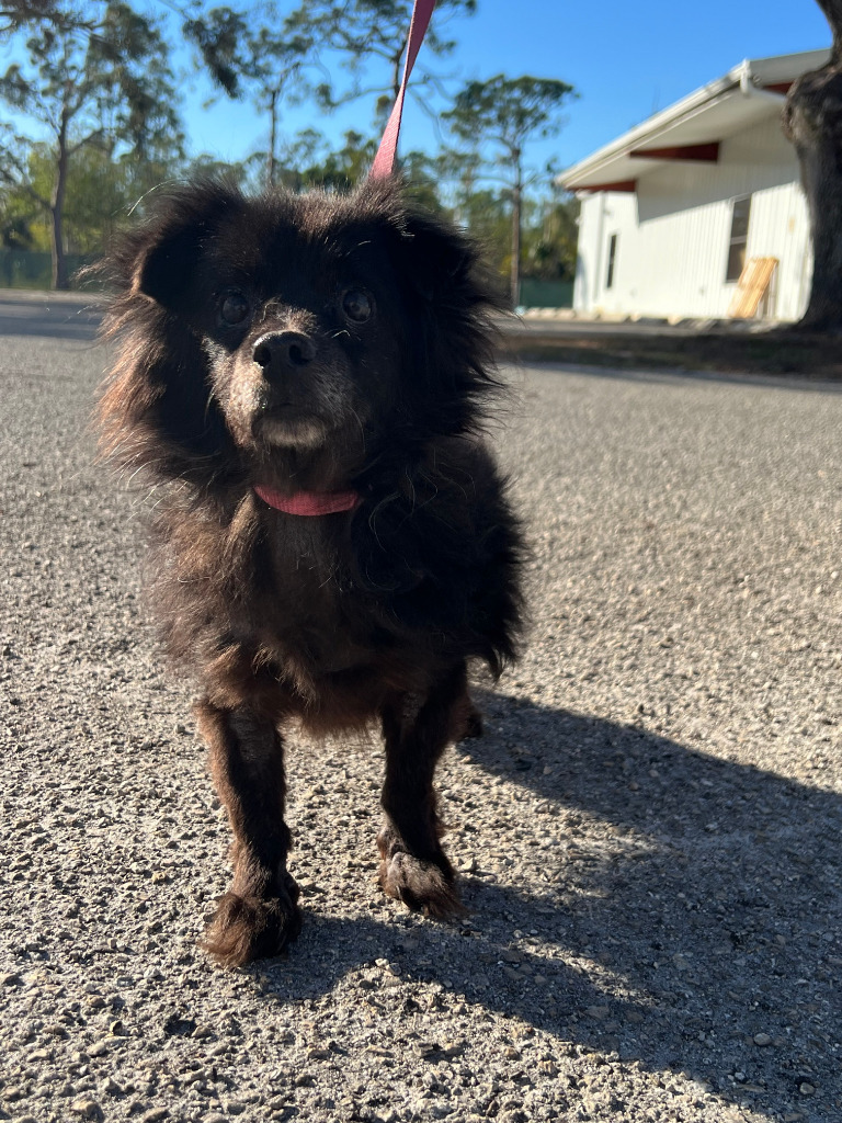 (Clewiston) Lady, an adoptable Pomeranian, Poodle in Fort Myers, FL, 33912 | Photo Image 3