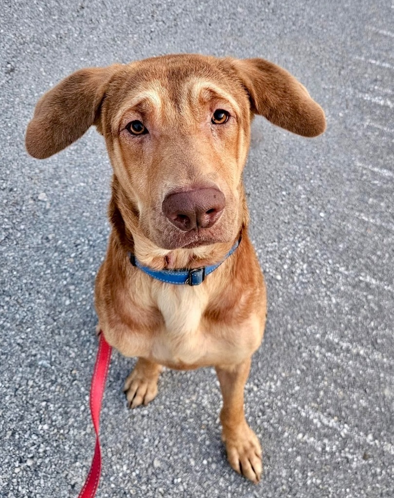 Graham - $70 Adoption Fee!, an adoptable Labrador Retriever, Hound in Fort Myers, FL, 33912 | Photo Image 1
