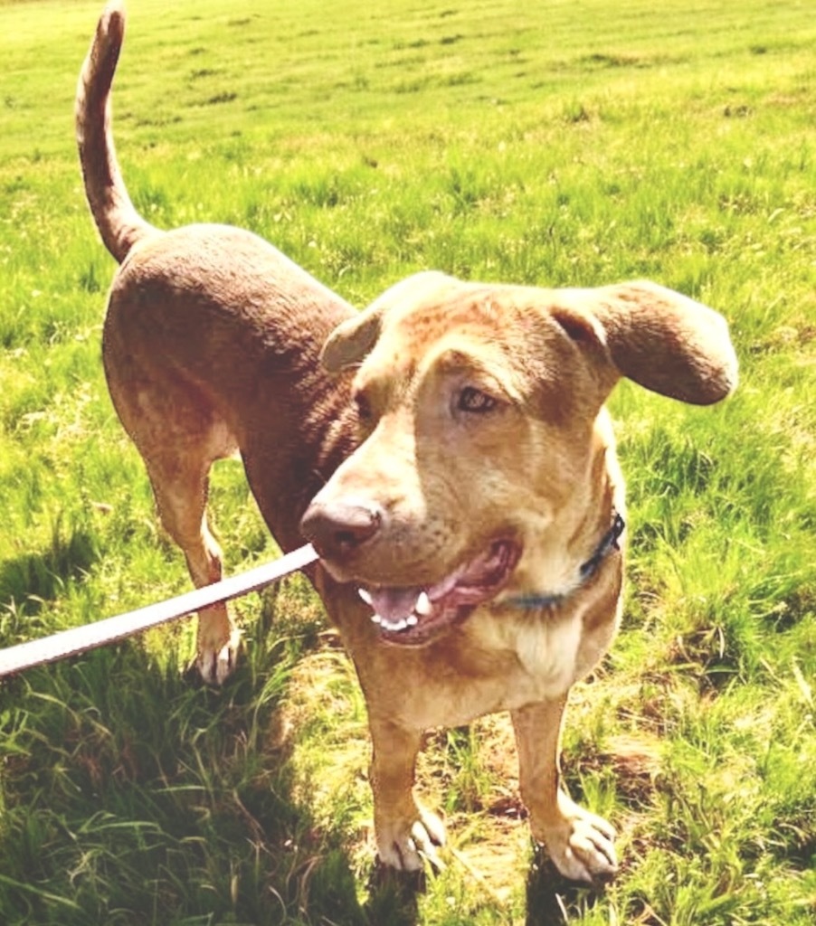 Graham - Reduced Fee!, an adoptable Labrador Retriever, Hound in Fort Myers, FL, 33912 | Photo Image 1
