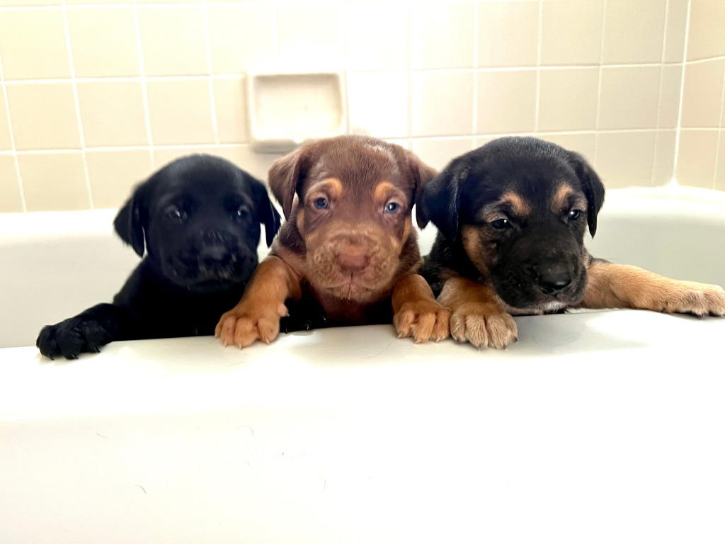 Graham - $70 Adoption Fee!, an adoptable Labrador Retriever, Hound in Fort Myers, FL, 33912 | Photo Image 2