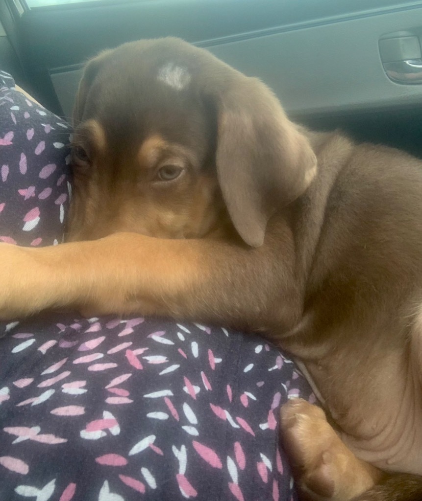 Graham - $70 Adoption Fee!, an adoptable Labrador Retriever, Hound in Fort Myers, FL, 33912 | Photo Image 3