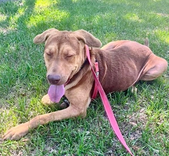 Graham - Reduced Fee!, an adoptable Labrador Retriever, Hound in Fort Myers, FL, 33912 | Photo Image 3