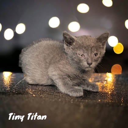 Tiny Titan, an adoptable Domestic Short Hair in Cumberland, MD_image-1