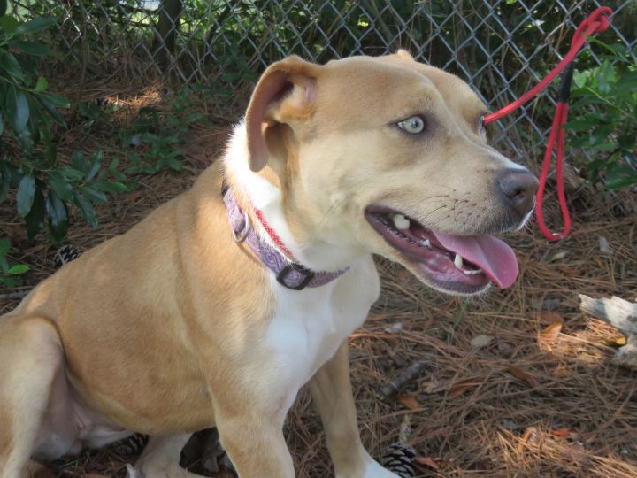Ariel, an adopted American Bully Mix in Wilmington, NC_image-1