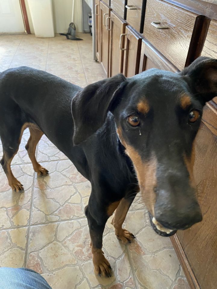 Doberman san hot sale antonio