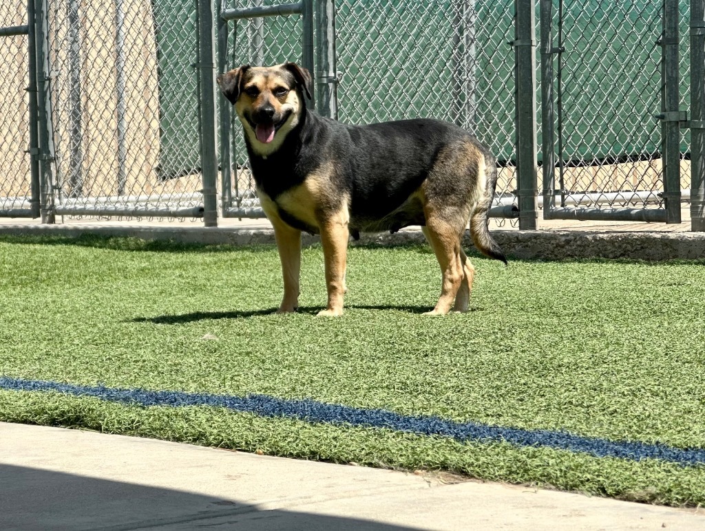 Cowgirl, an adoptable Australian Cattle Dog / Blue Heeler, Beagle in Midland, TX, 79707 | Photo Image 1